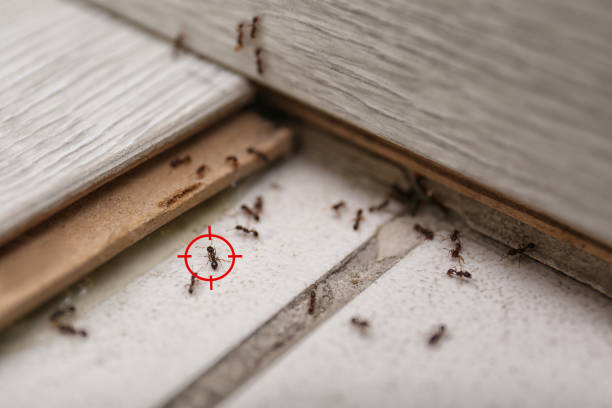 Best Mosquito Control Services  in Bellville, TX