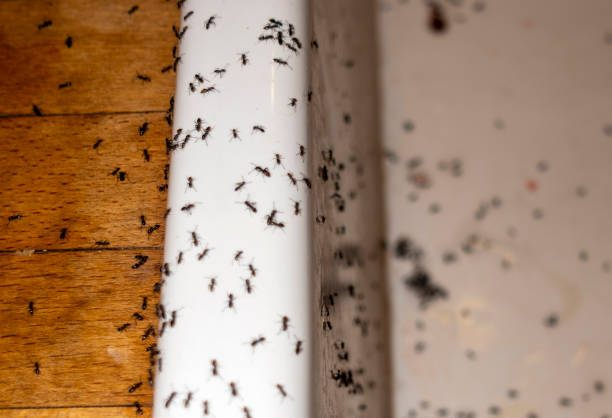 Best Termite Control Services  in Bellville, TX