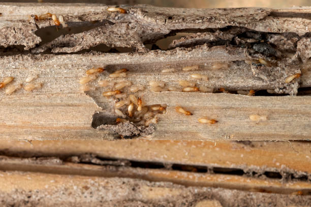 Best Residential Pest Control  in Bellville, TX