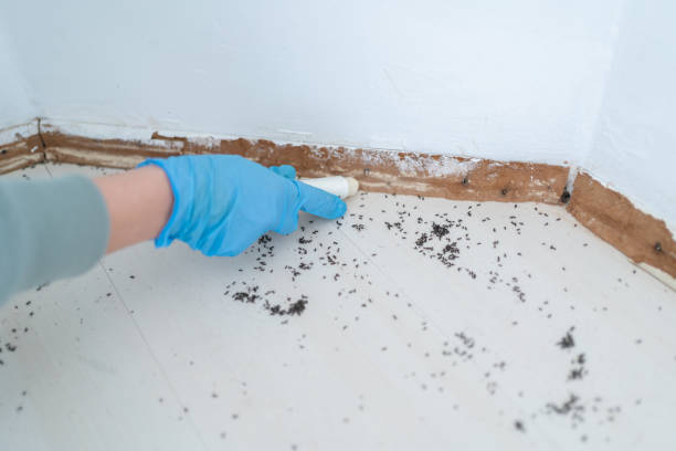 Best Bed Bug Extermination  in Bellville, TX